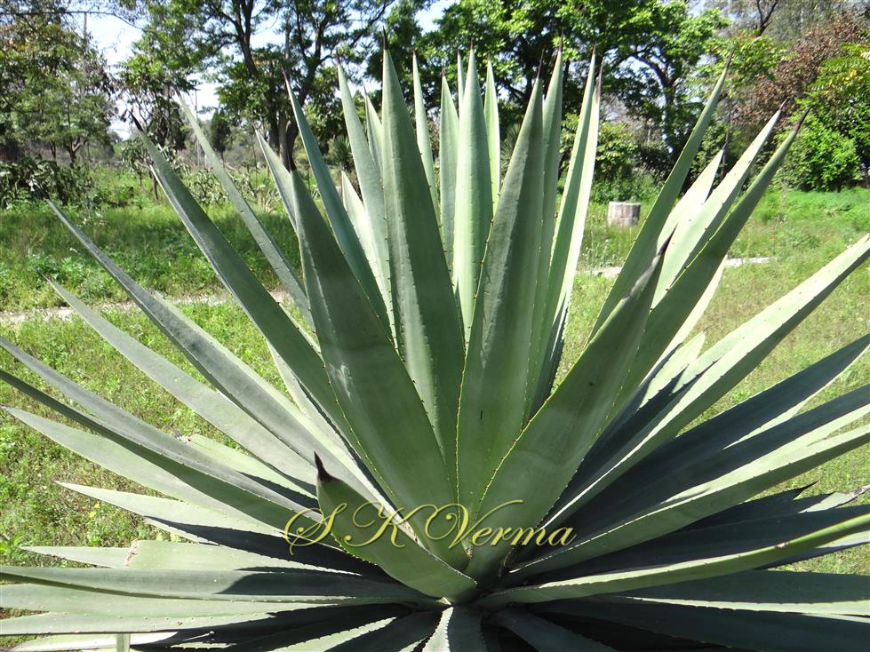  Plant